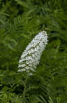 Osceola's plume <BR>Death camas <BR>Crow poison